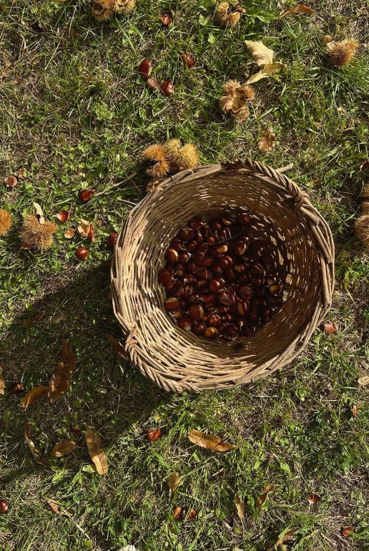 Cesto di castagne raccolte nel bosco
