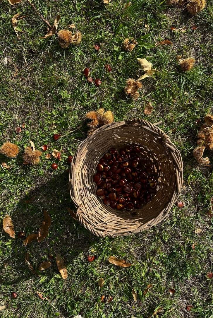 Cesto pieno di castagne
